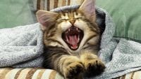 pic for Kitten Yawns 